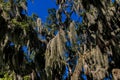 Spanish Moss hanging from antique Live Oak trees with sky in background Royalty Free Stock Photo