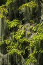 Spanish Moss Hanging In A Cypress Tree Close Up Royalty Free Stock Photo