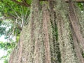 Spanish moss hanging down from the tree. Royalty Free Stock Photo