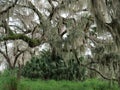 Spanish moss, hanging down from a tree Royalty Free Stock Photo