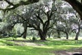 Spanish Moss Hanging from Trees