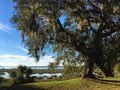 Spanish moss hanging in an oak tree in Beaufort, South Carolina Royalty Free Stock Photo