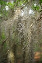 Spanish Moss hanging from an old oak tree Royalty Free Stock Photo