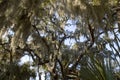 Spanish moss hanging from tree Royalty Free Stock Photo