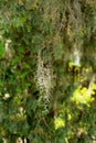 Spanish moss hanging from a tree branch Royalty Free Stock Photo