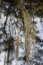 Spanish moss hanging from tree Royalty Free Stock Photo