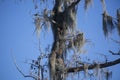 Spanish Moss Hanging From Tree Royalty Free Stock Photo