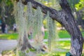 Spanish Moss hanging on tree Royalty Free Stock Photo