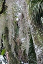 Spanish moss hanging from a tree Royalty Free Stock Photo