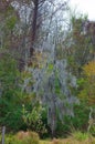 Spanish moss hanging from tree  in New Orleans, Louisiana Royalty Free Stock Photo