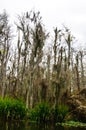 Spanish moss hanging from tree  in New Orleans, Louisiana Royalty Free Stock Photo