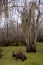 Spanish moss hanging from tree  in New Orleans Royalty Free Stock Photo