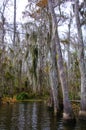 Spanish moss hanging from tree  in New Orleans Royalty Free Stock Photo