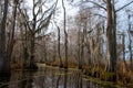 Spanish moss hanging from tree  in New Orleans Royalty Free Stock Photo