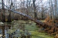 Spanish moss hanging from tree  in New Orleans Royalty Free Stock Photo