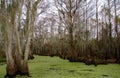 Spanish moss hanging from tree  in New Orleans Royalty Free Stock Photo