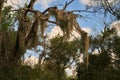 Spanish moss hanging from a tree in south Texas. Royalty Free Stock Photo