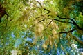 Spanish Moss Hanging From a Tree Royalty Free Stock Photo
