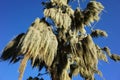 Spanish moss hunging from tree, close up view. Sunny day blue sky, Nature of Chile, Pucon Royalty Free Stock Photo