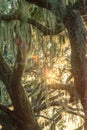 Spanish moss illuminated by sunset light on oak trees Royalty Free Stock Photo