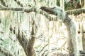 Spanish moss illuminated by sunset light on oak trees Royalty Free Stock Photo