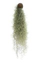 Spanish moss isolated Royalty Free Stock Photo