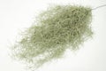 Spanish Moss isolated on white background