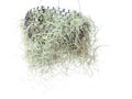 Spanish moss isolated on white background Royalty Free Stock Photo