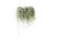 Spanish moss isolated on white background Royalty Free Stock Photo