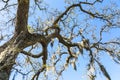 Spanish Moss on Live Oak Tree