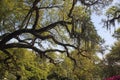 Spanish moss on oak trees