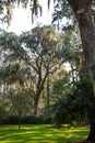 Spanish Moss Over Green Grass