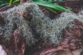 Spanish moss plant Tillandsia usneoides or `grandpas beard`.