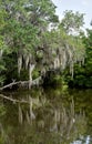 Spanish Moss Reflecting in the Bayou Waters Royalty Free Stock Photo