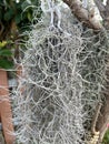 Spanish Moss roots in nature gardne Royalty Free Stock Photo