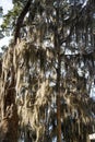 Spanish Moss in Shade Trees