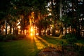 A Spanish Moss Sunset Royalty Free Stock Photo