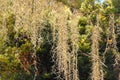 Spanish Moss (Tillandsia usneoides)