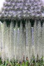 Spanish moss (Tillandsia usneoides) Royalty Free Stock Photo