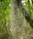 Spanish moss (Tillandsia usneoides)