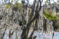 Spanish Moss covering a tree in Jean Lafitte bayou