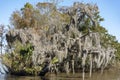 Spanish Moss covering a tree in Jean Lafitte bayou