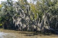 Spanish Moss covering a tree in Jean Lafitte bayou