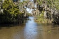 Spanish Moss covering a tree in Jean Lafitte bayou