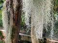 Spanish moss Tillandsia usneoides, Greisenbart, Feenhaar, Cabello de hadas, Louisianamoos oder Spanisches Moos Royalty Free Stock Photo