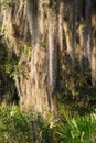 Spanish Moss (Tillandsia usneoides) Royalty Free Stock Photo