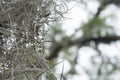 Spanish Moss Tillandsia usneoides hanging from a tree Royalty Free Stock Photo