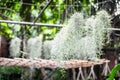 Spanish moss or Tillandsia usneoides hanging in tropical green garden. Gardening decoration Spanish moss grow in the air, soilless