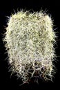 Spanish Moss Tillandsia usneoides isolated on black background. Royalty Free Stock Photo