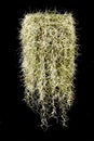 Spanish Moss Tillandsia usneoides isolated on black background. Royalty Free Stock Photo